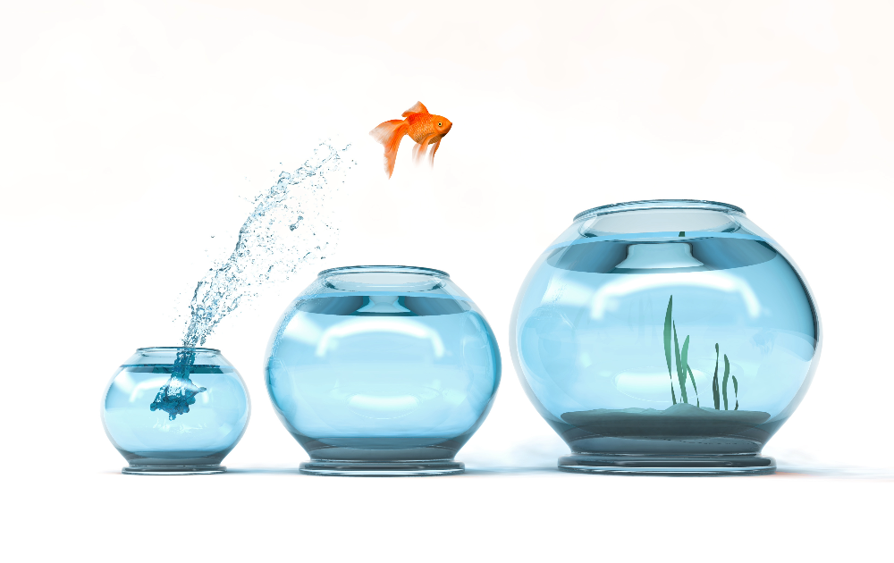 Level up your impact: Know your territories! - goldfish jumping in a bigger bowl aspiring to their right territory
