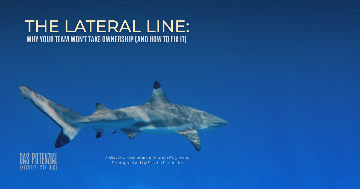 Blacktip reef shark swimming in deep blue ocean water in French Polynesia, representing The Lateral Line business intuition framework by Executive Sparring Partner Sascha Schneider
